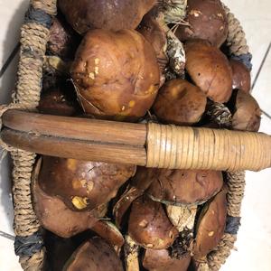 Bay Bolete
