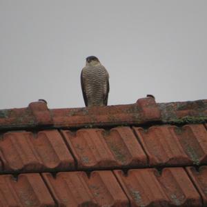 Eurasian Sparrowhawk