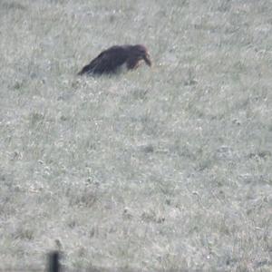 Common Buzzard