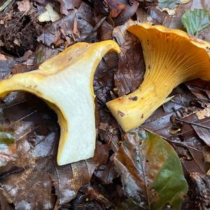 Chanterelle, Common