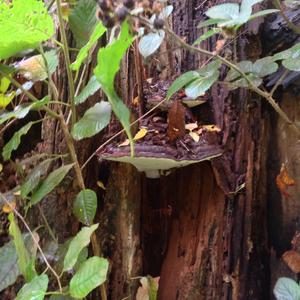 Artist`s Fungus