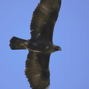 Golden Eagle