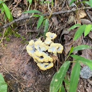 Unknown Species