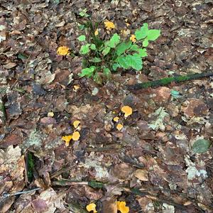 Chanterelle, Common