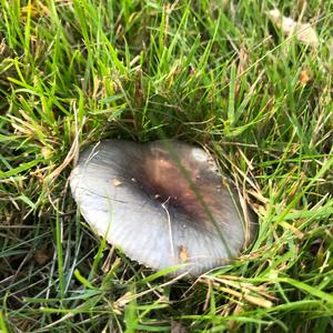 Unknown Species