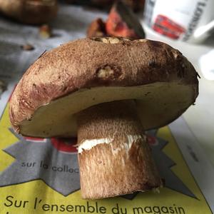 Unknown Species