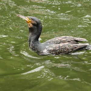 Kormoran