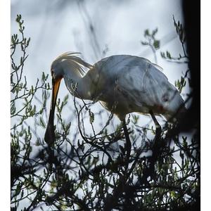 Eurasian Spoonbill