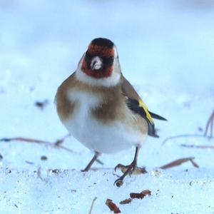 European Goldfinch