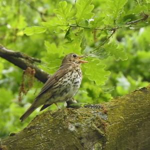Song Thrush