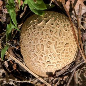 Pigskin Poison Puffball
