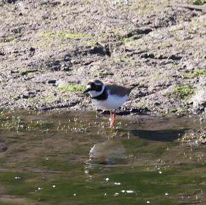 Little Ringed Plover