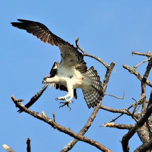 Osprey