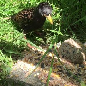 Common Starling