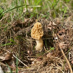Yellow Morel