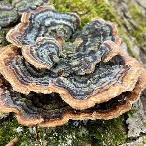 Turkey-tail