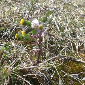 Groundsel