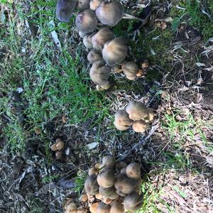 Unknown Species