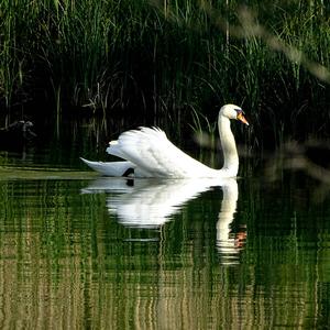 Mute Swan