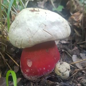 Scarlet-stemmed Bolete