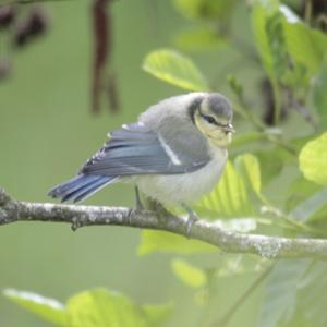 Blue Tit