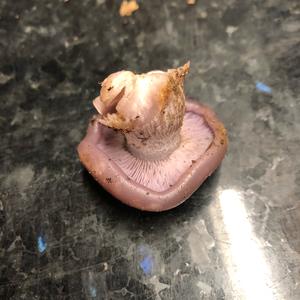 Wood Blewit