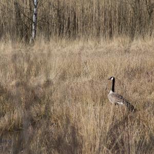 Canada Goose