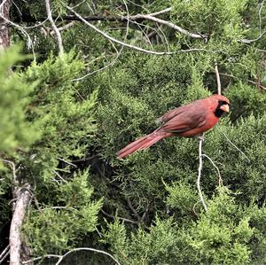 Northern Cardinal