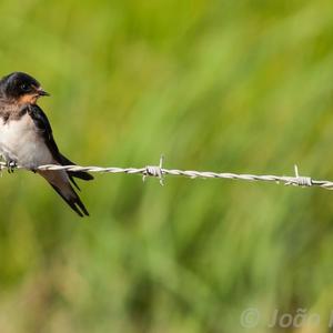 Barn Swallow