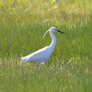 Little Egret
