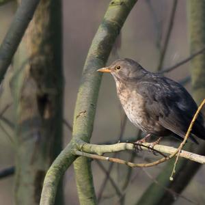 Amsel