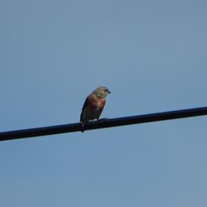 Eurasian Linnet