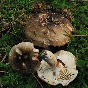 Unknown Species