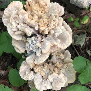 Black-staining Polypore
