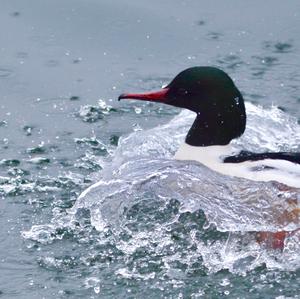 Common Merganser
