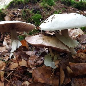 Horse Mushroom