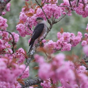 Eurasian Sparrowhawk