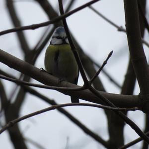 Blue Tit