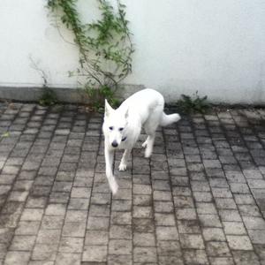 Berger Blanc Suisse
