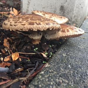 Agaricus impudicus