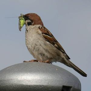 Feldsperling