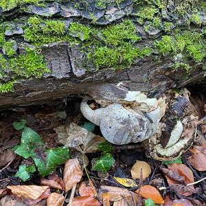 Unknown Species