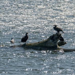 Great Cormorant