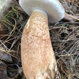 Bitter Bolete