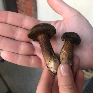 Unknown Species