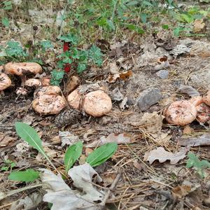 False Saffron Milk Cap