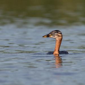 Red-necked Grebe