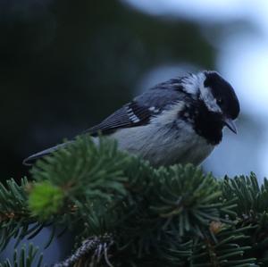 Coal Tit