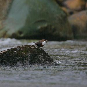 White-throated Dipper