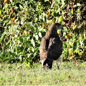 Red-tailed Hawk